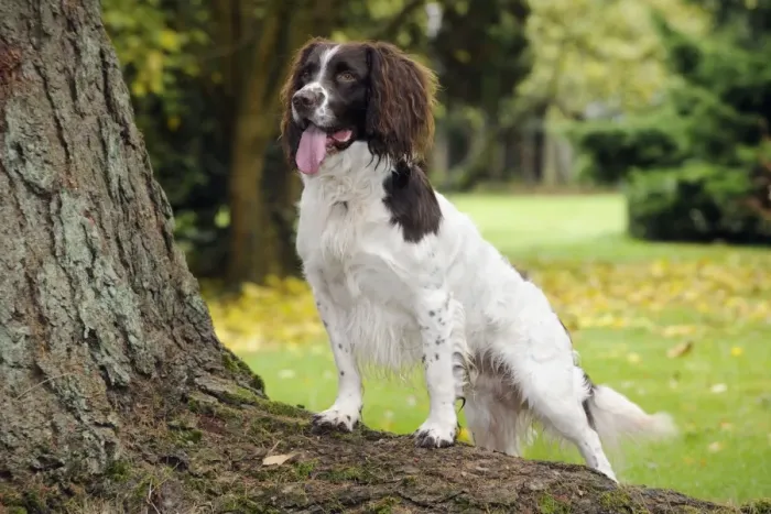 Framed Print : DOG. English springer spaniel standing on tree root Framed Print : DOG. English springer spaniel standing on tree root