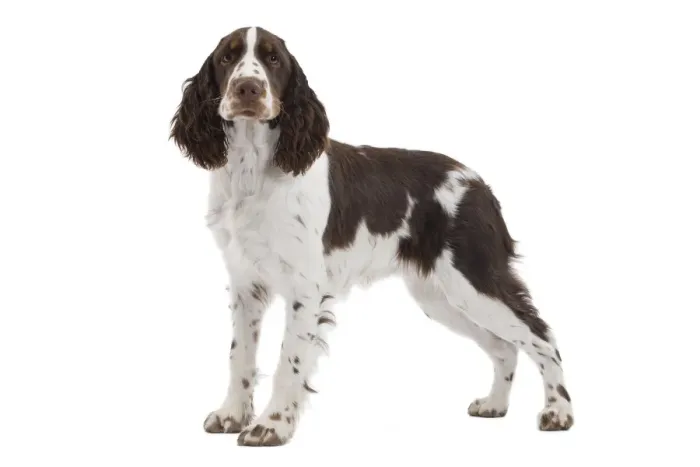 Framed Print : Dog - English Springer Spaniel in studio Framed Print : Dog - English Springer Spaniel in studio