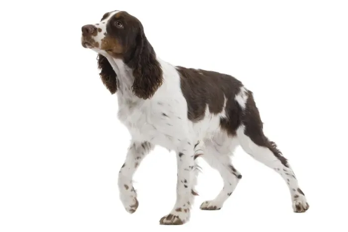 Framed Print : Dog - English Springer Spaniel in studio Framed Print : Dog - English Springer Spaniel in studio