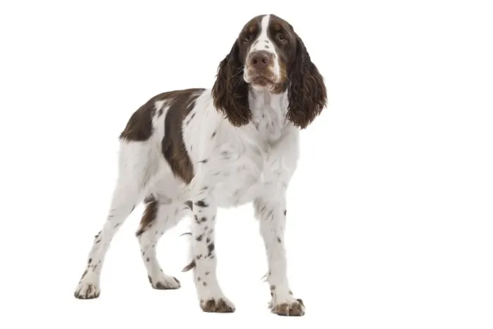 Framed Print : Dog - English Springer Spaniel in studio