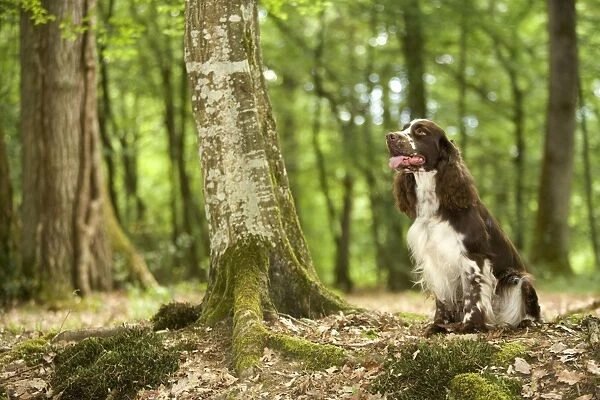 Dog - English springer spaniel in woodland