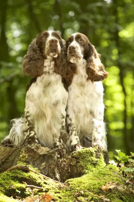 Framed Print : Dog - two English springer spaniels in woodland Framed Print : Dog - two English springer spaniels in woodland