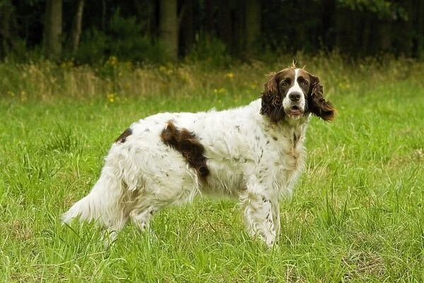 Dog - Epagneul Francais. Also known as French Spaniel