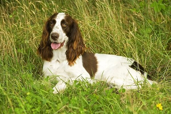 Dog - Epagneul Francais - lying amongst grass. Also known as French Spaniel