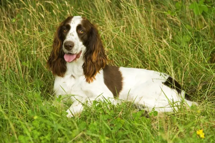 Framed Print : Dog - Epagneul Francais - lying amongst grass. Also known as French Spaniel