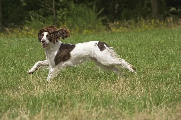 Dog - Epagneul Francais - running through field. Also known as French Spaniel