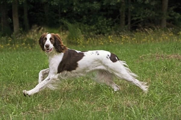 Dog - Epagneul Francais - running through field. Also known as French Spaniel