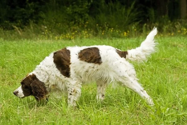 Dog - Epagneul Francais - scenting. Also known as French Spaniel
