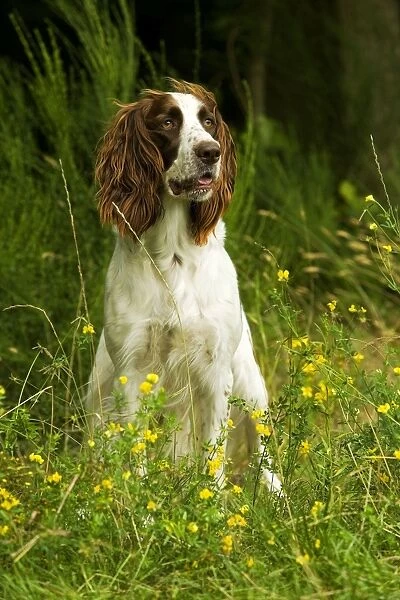 Dog - Epagneul Francais - sitting amongst flowers. Also known as French Spaniel