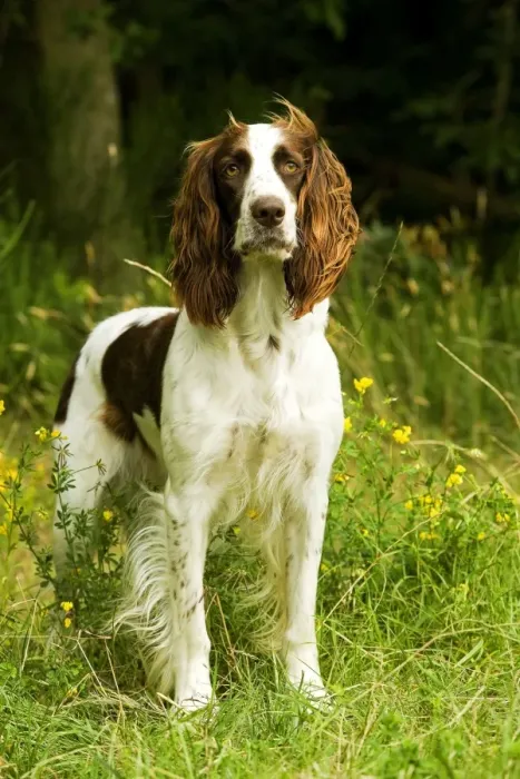 Framed Print : Dog - Epagneul Francais - standing amongst flowers. Also known as French Spaniel