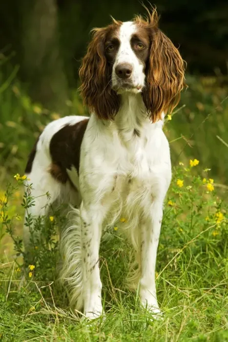 Framed Print : Dog - Epagneul Francais - standing amongst flowers. Also known as French Spaniel Framed Print : Dog - Epagneul Francais - standing amongst flowers. Also known as French Spaniel
