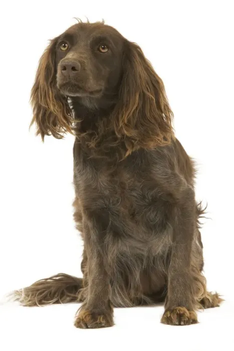 Framed Print : Dog - Epagneul de Saint-Usuge. Also know as Saint Usuge Spaniel Framed Print : Dog - Epagneul de Saint-Usuge. Also know as Saint Usuge Spaniel