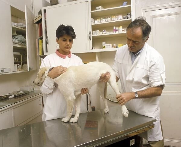 Dog - being examined by Vet