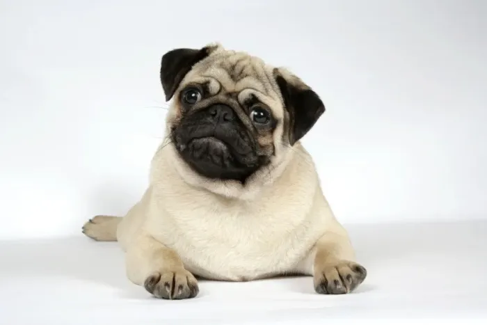 Framed Print : DOG. Fawn pug laying down Framed Print : DOG. Fawn pug laying down