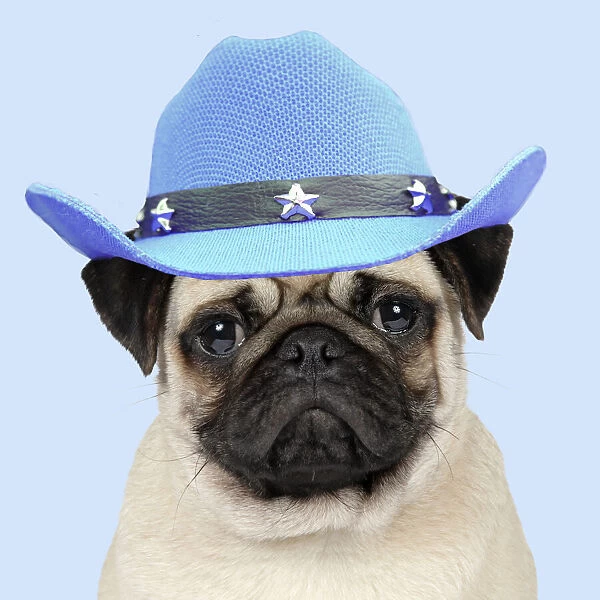 DOG, Fawn pug wearing blue cowboy hat