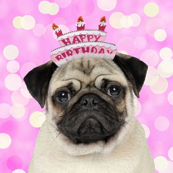 DOG, Fawn pug wearing a Happy Birthday hat