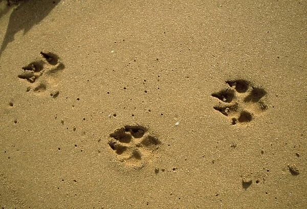 Dog - footprints  /  tracks