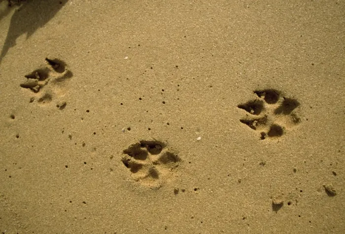 Framed Print : Dog - footprints / tracks Framed Print : Dog - footprints / tracks