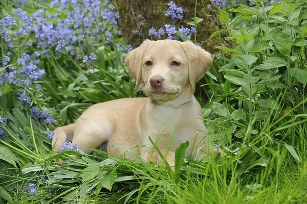 Dog - Fox Red Labrador - puppy sitting in garden