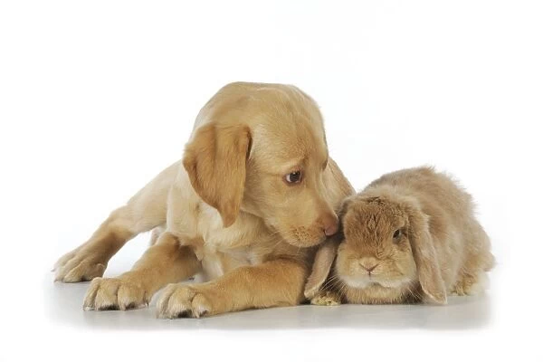 Dog - Fox Red Labrador - puppy sitting next to Miniature Lop Eared Rabbit