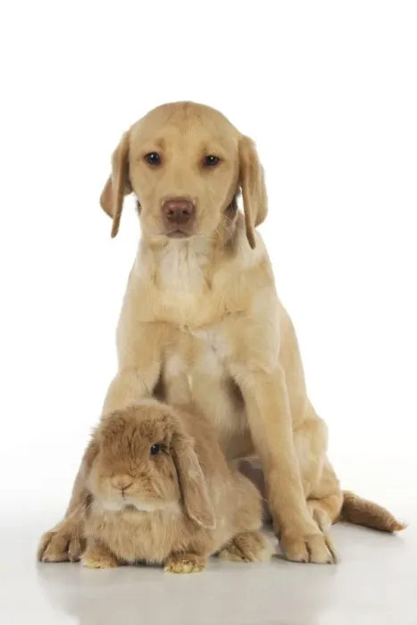 Framed Print : Dog - Fox Red Labrador - puppy sitting next to Miniature Lop Eared Rabbit Framed Print : Dog - Fox Red Labrador - puppy sitting next to Miniature Lop Eared Rabbit