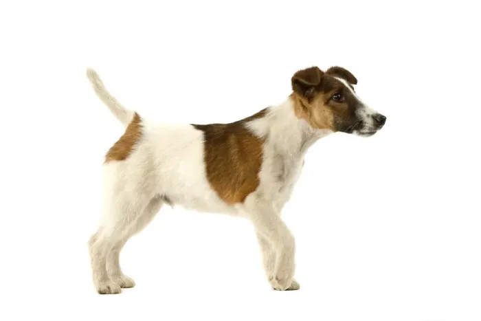 Framed Print : Dog - Fox Terrier Framed Print : Dog - Fox Terrier