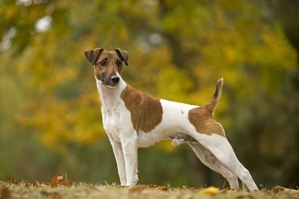 Dog - Fox Terrier - short-haired - outside