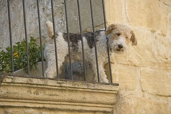 Dog - Fox Terrier tooking down from balcony