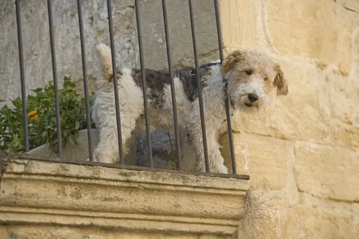 Framed Print : Dog - Fox Terrier tooking down from balcony Framed Print : Dog - Fox Terrier tooking down from balcony