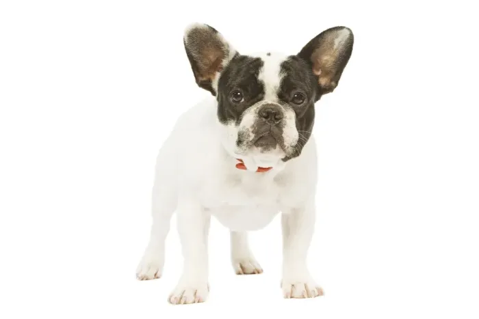 Framed Print : Dog - French Bulldog Framed Print : Dog - French Bulldog