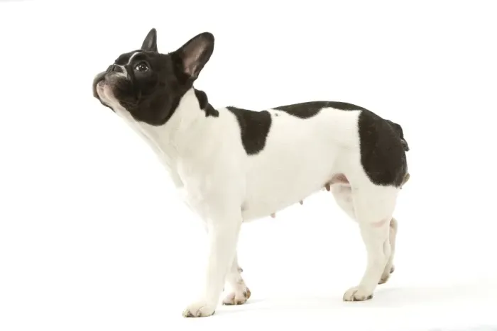 Framed Print : Dog - French Bulldog Framed Print : Dog - French Bulldog