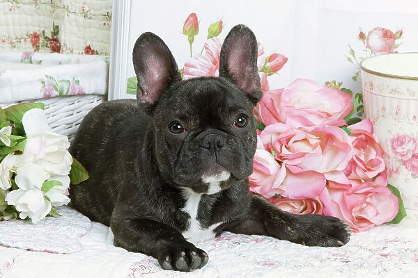 Dog - French Bulldog with flowers