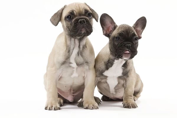 Dog - French Bulldog puppies in studio