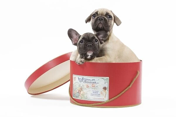 Dog - French Bulldog puppies in studio in hat box