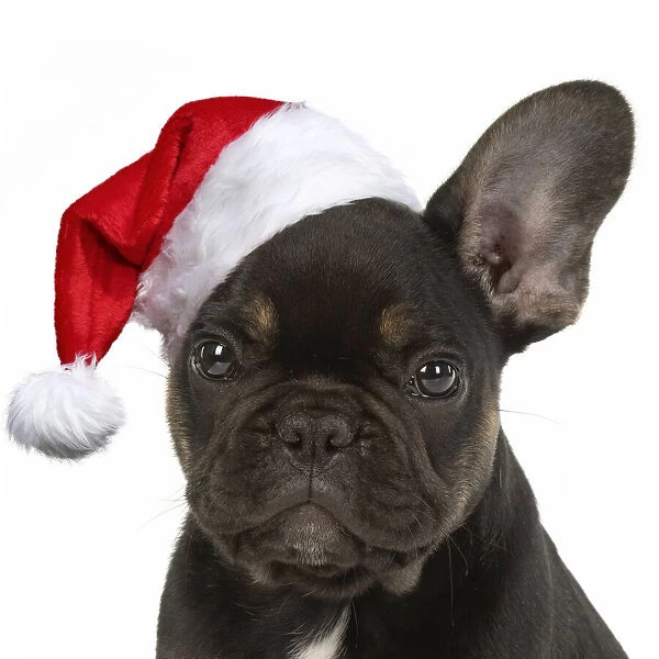 DOG. French Bulldog, puppy (10 weeks old ) sitting in the studio wearing a Chiristmas hat
