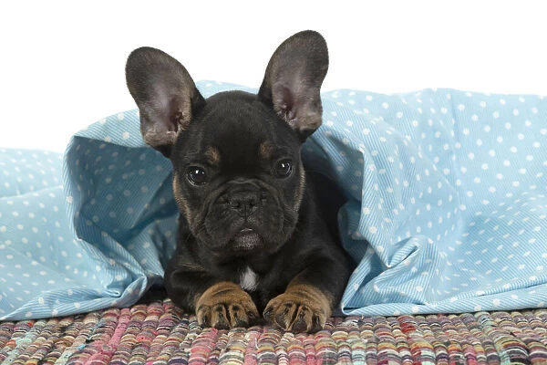 DOG. French Bulldog, puppy (10 weeks old ) looking out from under fabric, studio