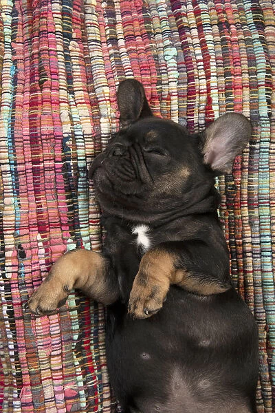 DOG. French Bulldog, puppy (10 weeks old ) sleepy, laying on its back, paws up, studio lying, on, back