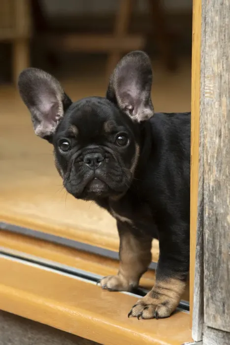 Framed Print : DOG. French Bulldog, puppy (10 weeks old ) head looking out around a doorway Framed Print : DOG. French Bulldog, puppy (10 weeks old ) head looking out around a doorway