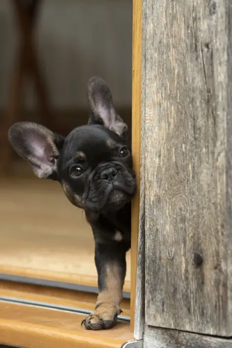 Framed Print : DOG. French Bulldog, puppy (10 weeks old ) head looking out around a doorway Framed Print : DOG. French Bulldog, puppy (10 weeks old ) head looking out around a doorway