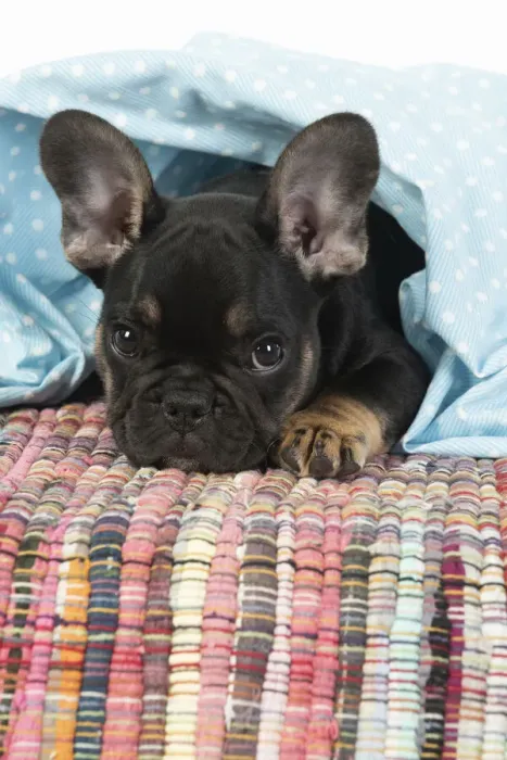 Framed Print : DOG. French Bulldog, puppy (10 weeks old ) looking out from under fabric, studio Framed Print : DOG. French Bulldog, puppy (10 weeks old ) looking out from under fabric, studio