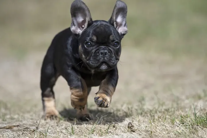 Framed Print : DOG. French Bulldog, puppy (10 weeks old ) running towards the camera, in a garden Framed Print : DOG. French Bulldog, puppy (10 weeks old ) running towards the camera, in a garden