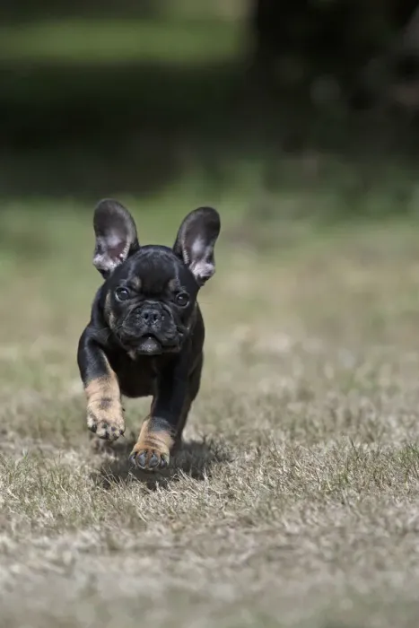 Framed Print : DOG. French Bulldog, puppy (10 weeks old ) running towards the camera, in a garden Framed Print : DOG. French Bulldog, puppy (10 weeks old ) running towards the camera, in a garden