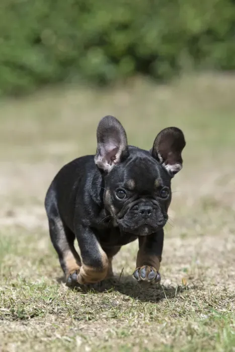 Framed Print : DOG. French Bulldog, puppy (10 weeks old ) running towards the camera, in a garden Framed Print : DOG. French Bulldog, puppy (10 weeks old ) running towards the camera, in a garden