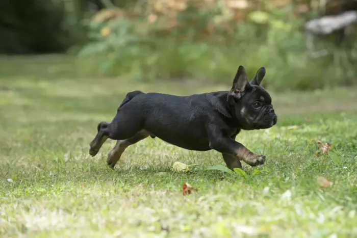 Framed Print : DOG. French Bulldog, puppy (10 weeks old ) running in a garden Framed Print : DOG. French Bulldog, puppy (10 weeks old ) running in a garden