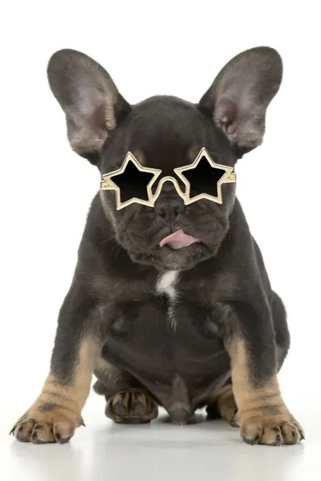 Framed Print : DOG. French Bulldog, puppy (10 weeks old ) sitting, face expression, licking lips, on white background, studio Framed Print : DOG. French Bulldog, puppy (10 weeks old ) sitting, face expression, licking lips, on white background, studio