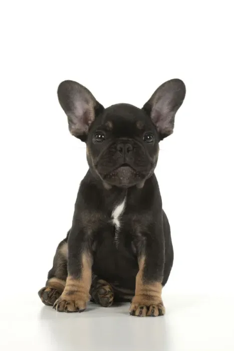 Framed Print : DOG. French Bulldog, puppy (10 weeks old ) sitting, face expression, on white background, studio Framed Print : DOG. French Bulldog, puppy (10 weeks old ) sitting, face expression, on white background, studio