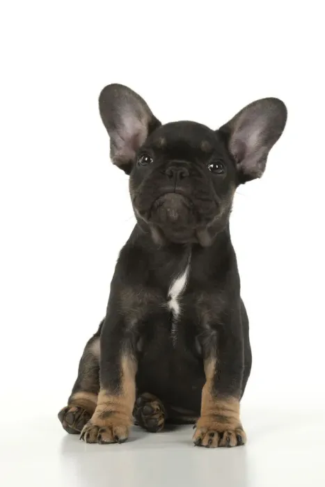 Framed Print : DOG. French Bulldog, puppy (10 weeks old ) sitting, face expression, on white background, studio