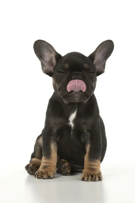 Framed Print : DOG. French Bulldog, puppy (10 weeks old ) sitting, face expression, licking lips, on white background, studio Framed Print : DOG. French Bulldog, puppy (10 weeks old ) sitting, face expression, licking lips, on white background, studio