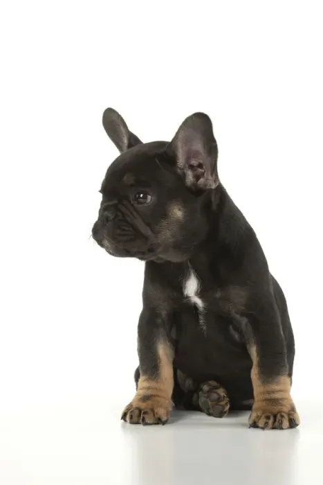 Framed Print : DOG. French Bulldog, puppy (10 weeks old ) sitting, face expression, on white background, studio Framed Print : DOG. French Bulldog, puppy (10 weeks old ) sitting, face expression, on white background, studio
