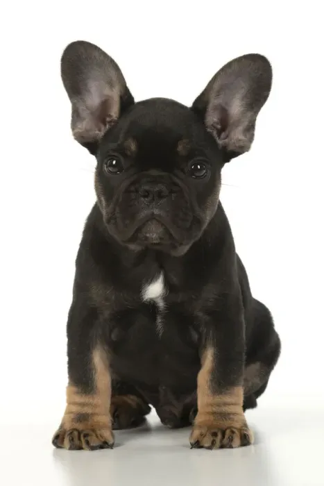Framed Print : DOG. French Bulldog, puppy (10 weeks old ) sitting, face expression, on white background, studio